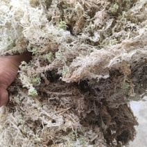 贵州优质水苔