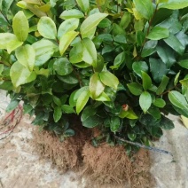 油茶树苗