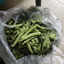 油豆大马掌