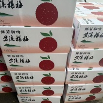 大棚杨梅