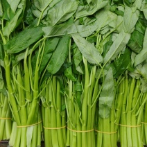 大叶小叶空心菜