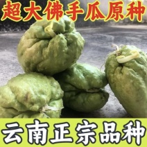 云南佛手瓜种洋丝瓜种易成活产量高丝瓜尖种丰收瓜合手瓜种爬