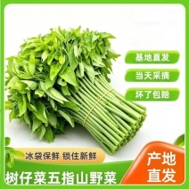 新鲜树仔菜树菜海南五指山野菜天绿香益肝菜基地直