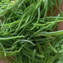 黄须菜