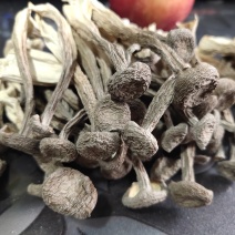 鹿茸菇