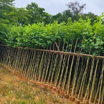 宫粉紫荆3～4～5～6分，低价出售