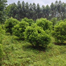 杨梅树