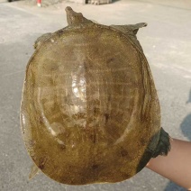半野生甲鱼