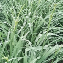 黄花菜