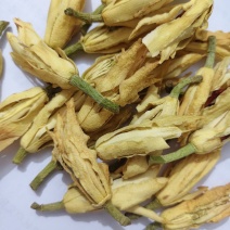 干花白兰花鲜花冻干后的玉兰花干花茶用花香花