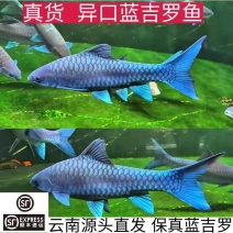 吉罗鱼苗