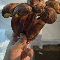 野生菌