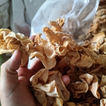竹耳菌竹肚菇批发零售白木耳精品木耳自产自销白木耳竹耳