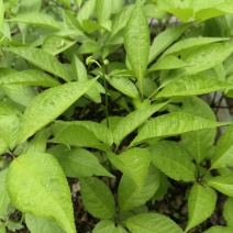 白芨苗