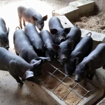 《推荐》山东猪场育肥沂蒙黑，黑土猪，视频看猪，代发全国