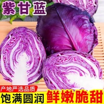 紫甘蓝产地看货论价保质保量欢迎订购支持发货