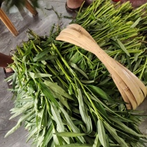 柳叶空心菜，农家自种，干净新鲜，每天100斤至300斤