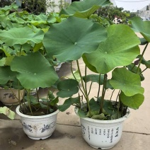 品种荷花30盆、360盆基地有量，欢迎来一亩田订购。