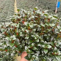 金鱼花满树花苞含花待放