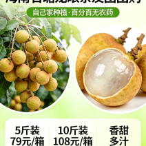 海南石峡龙眼