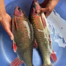 青竹鱼苗