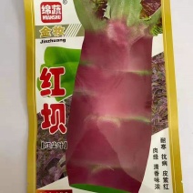 绵蔬金妆红坝莴笋种子红尖叶紫红皮肉绿清香莴苣种籽秋播耐寒高产