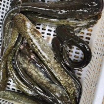 贵州鲶鱼土鲶鱼大量有货可视频看货欢迎联系