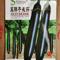 春秋长茄鸿运早茄越豪919系列紫茄子品种