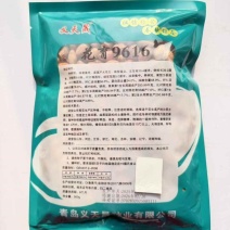 义天晟花育9616花生种子油食兼用大果花生种籽不耐旱榨油山