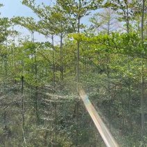 小叶榄仁原生苗1-8分，一手货源，基地直销，大量低价出售