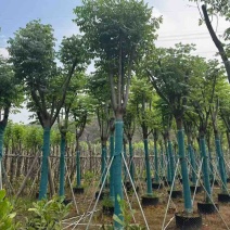 国庆花(黄山栾树)骨架8-25分，截杠，骨架，各种规格出售