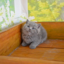 英短蓝猫