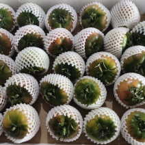 草莓西红柿草莓番茄现摘现发可加工各种规格大小包装商超礼盒