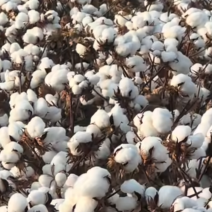 新疆棉花