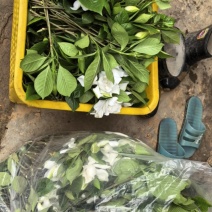 栀子花
