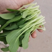泰州产地鸡毛菜供应量大价优