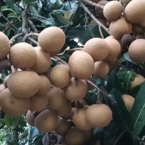 龙眼