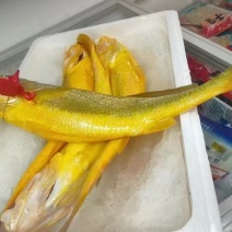 正宗深海大黄鱼急冻，顺丰特快包邮，不含冰