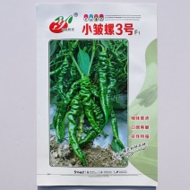 皱皮螺丝椒种子辣味香浓抗病高产春秋大田种植螺丝椒种子
