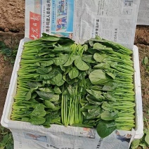 山东内蒙沽源菠菜基地专业泡沫箱大叶菠菜保质保量