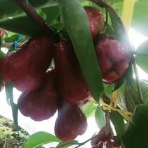 黑金刚莲雾