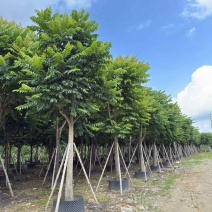 麻楝10-30分，一手货源，基地直销，各种规格大量低价出售