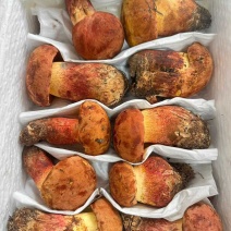 2026新鲜野生菌大量供应大量收购