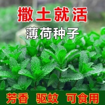 薄荷