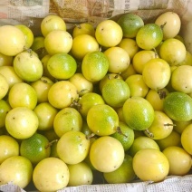 《百香果》钦蜜9号百香果，果面干净，口感纯甜，大小单可接