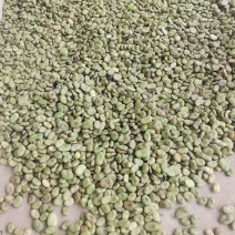 农户自种干蚕豆，当季新货、未人工挑选，不包运费，量大可谈