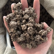 猫抓草大颗粒实拍猫抓草猫爪草