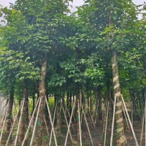 秋枫截杠10-20分，一手货源，基地直销，大量低价出售