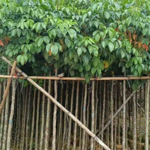 秋枫3-15分，一手货源，基地直销，大量低价出售