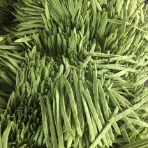 一级扁豆